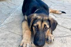 Mastin Galgo mix with maybe some Shepherd too Gaia - dogs for adoption SOS Animals Spain -