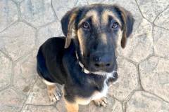 Gentle Gaia looking at the camera - dogs for adoption SOS Animals Spain