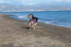 Hardy playing on the beach sponsor dogs at SOS Animals Spain