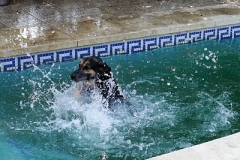 Hardy enjoying the pool sponsor dogs at SOS Animals Spain
