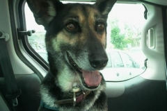Hardy goes for a car ride - sponsor dogs at SOS Animals Spain