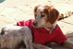 Hope enjoying the sunshine - sponsor dogs at SOS Animals Spain