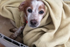 Hope wrapped in her blanket at bedtime - sponsor dogs at SOS Animals Spain
