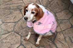 Hope in her raincoat - sponsor dogs at SOS Animals Spain