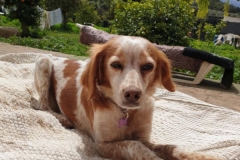 Hope enjoying the shelter garden - sponsor dogs at SOS Animals Spain