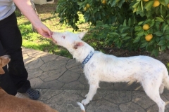 Ivy taking a treat from our volunteer - sponsor dogs at SOS Animals Spain