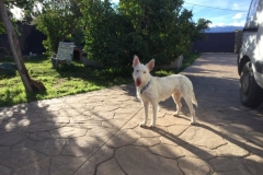 Ivy hanging out in the garden - dogs for adoption SOS Animals Spain