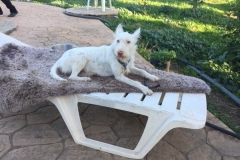 Ivy relaxing after the morning walk - dogs for adoption SOS Animals Spain