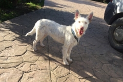 Ivy waiting for treats - dogs for adoption SOS Animals Spain