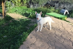 Ivy exploring the shelter garden - sponsor dogs at SOS Animals Spain