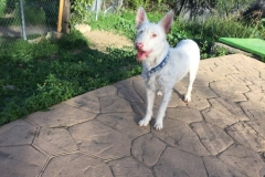 Ivy exploring the garden - dogs for adoption SOS Animals Spain