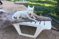 Ivy relaxing on the sun lounger after a walk - dogs for adoption SOS Animals Spain