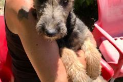 Cuddle time for Katy - dogs for adoption SOS Animals Spain