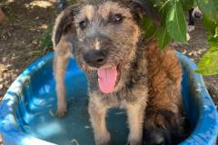 Katy and Luis in the paddling pool - dogs for adoption SOS Animals Spain