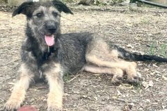 Katy relaxing in the garden - dogs for adoption SOS Animals Spain