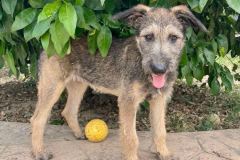 Katy enjoy playing in the shelter garden - dogs for adoption SOS Animals Spain