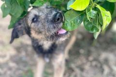 Katy in the shelter garden - dogs for adoption SOS Animals Spain