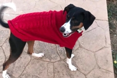 Lili in her new winter coat - dogs for adoption SOS Animals Spain