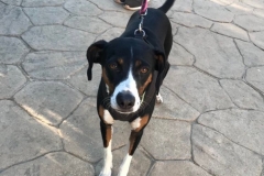 Lili posing for the camera - dogs for adoption SOS Animals Spain