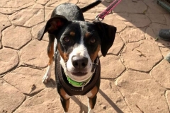 Boderguera X Lili - dogs for adoption SOS Animals Spain