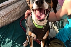Lili loves affection and fuss - dogs for adoption SOS Animals Spain