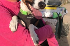 Lili having some cuddle time with our volunteer - dogs for adoption SOS Animals Spain
