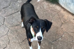 New arrival Lili - dogs for adoption SOS Animals Spain
