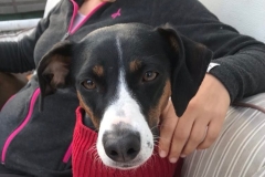 Pretty Bodeguera x Beagle Lili - dogs for adoption SOS Animals Spain