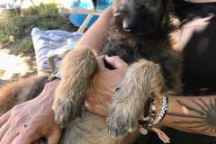 Luis and one of our volunteers enjoying a cuddle - dogs for adoption SOS Animals Spain