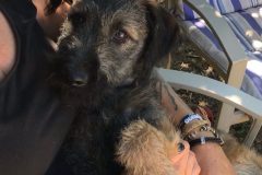 sos-animals-spain-dogs-for-adoption-luis-2