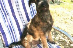 sos-animals-spain-dogs-for-adoption-luis-3