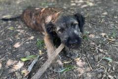 sos-animals-spain-dogs-for-adoption-luis-4