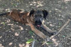 sos-animals-spain-dogs-for-adoption-luis-5