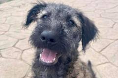 sos-animals-spain-dogs-for-adoption-luis-6