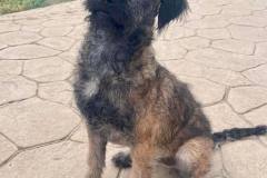 sos-animals-spain-dogs-for-adoption-luis-7