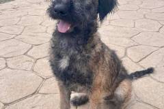 sos-animals-spain-dogs-for-adoption-luis-8