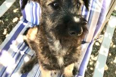 sos-animals-spain-dogs-for-adoption-luis-9