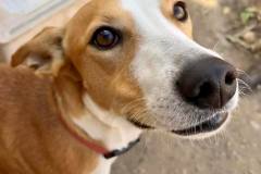 Pretty Podenco Cross Macarena - dogs for adoption SOS Animals Spain