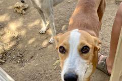 Macarena has the most beautiful eyes - dogs for adoption SOS Animals Spain