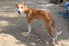 Macarena in the garden at the shelter - dogs for adoption SOS Animals Spain