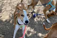 Macarena getting ready to go for a walk with some of our other dogs - dogs for adoption SOS Animals Spain