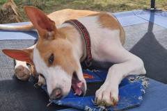 Miro with his favourite toy - dogs for adoption SOS Animals Spain