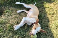 Miro has tired himself out playing with all his toys in the shelter garden - dogs for adoption SOS Animals Spain