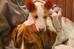Miro enjoying a bedtime snuggle - dogs for adoption SOS Animals Spain