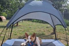 Miro under his sunshade in the shelter garden - dogs for adoption SOS Animals Spain