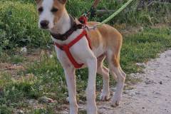 Miro has started going for short walks on the lead and harness - dogs for adoption SOS Animals Spain