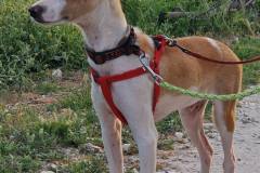 Miro practising walking nicely on the lead and harness - dogs for adoption SOS Animals Spain