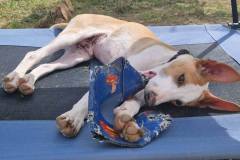 Another day another playtime in the garden for Pod X puppy Miro - dogs for adoption SOS Animals Spain