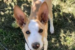 Miro has the most wonderful Podenco ears - dogs for adoption SOS Animals Spain