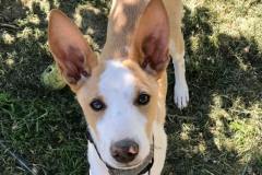 Beautiful Miro - dogs for adoption SOS Animals Spain